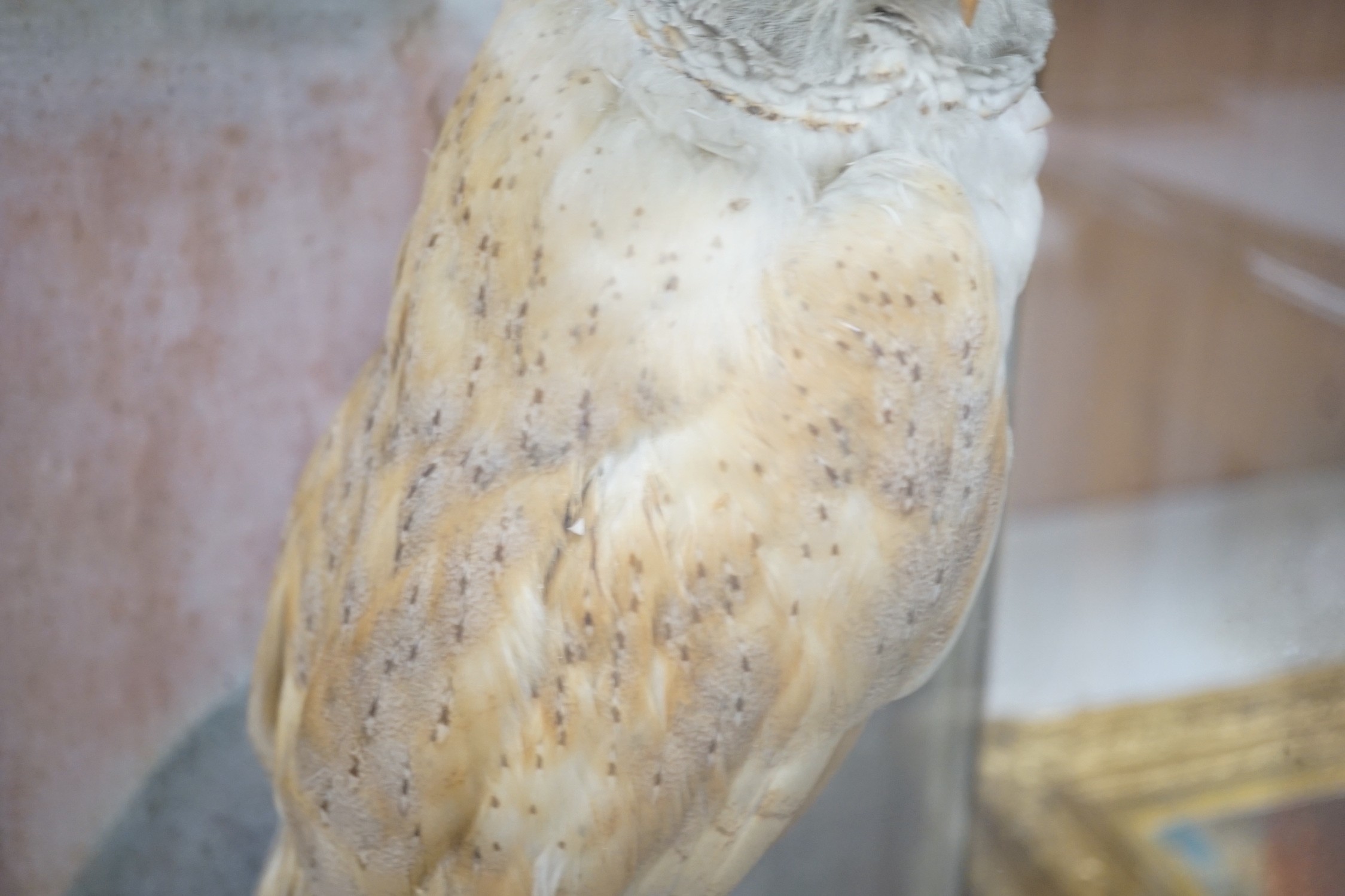 A Victorian cased taxidermy barn owl, 48cm